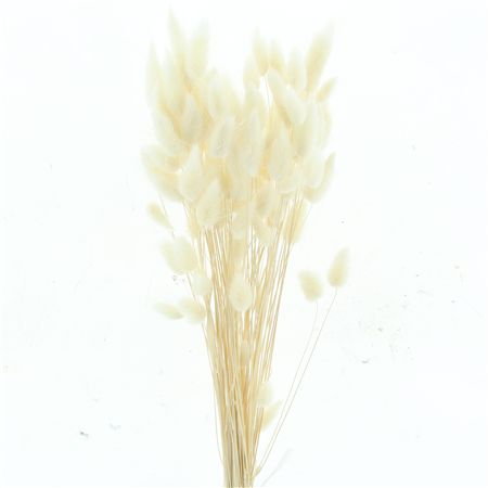 Dried Lagurus Bleached White Bs