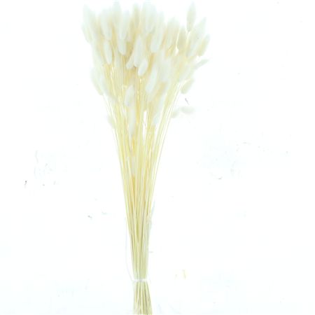 Dried Lagurus Bleached White Bs 100gr.