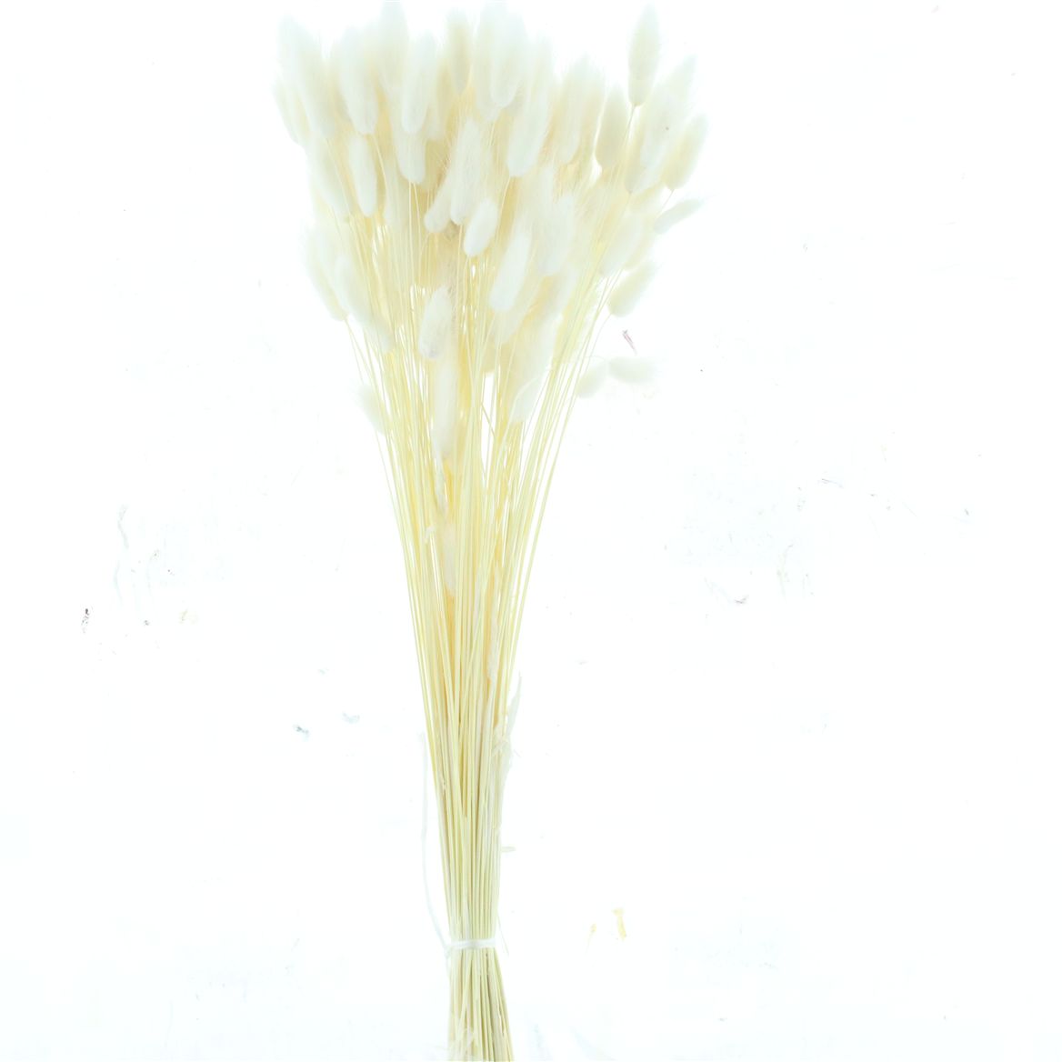 Lagurus Bleached White Per Bunch 60cm