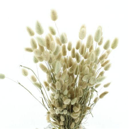 Droogbl Onbew Bos