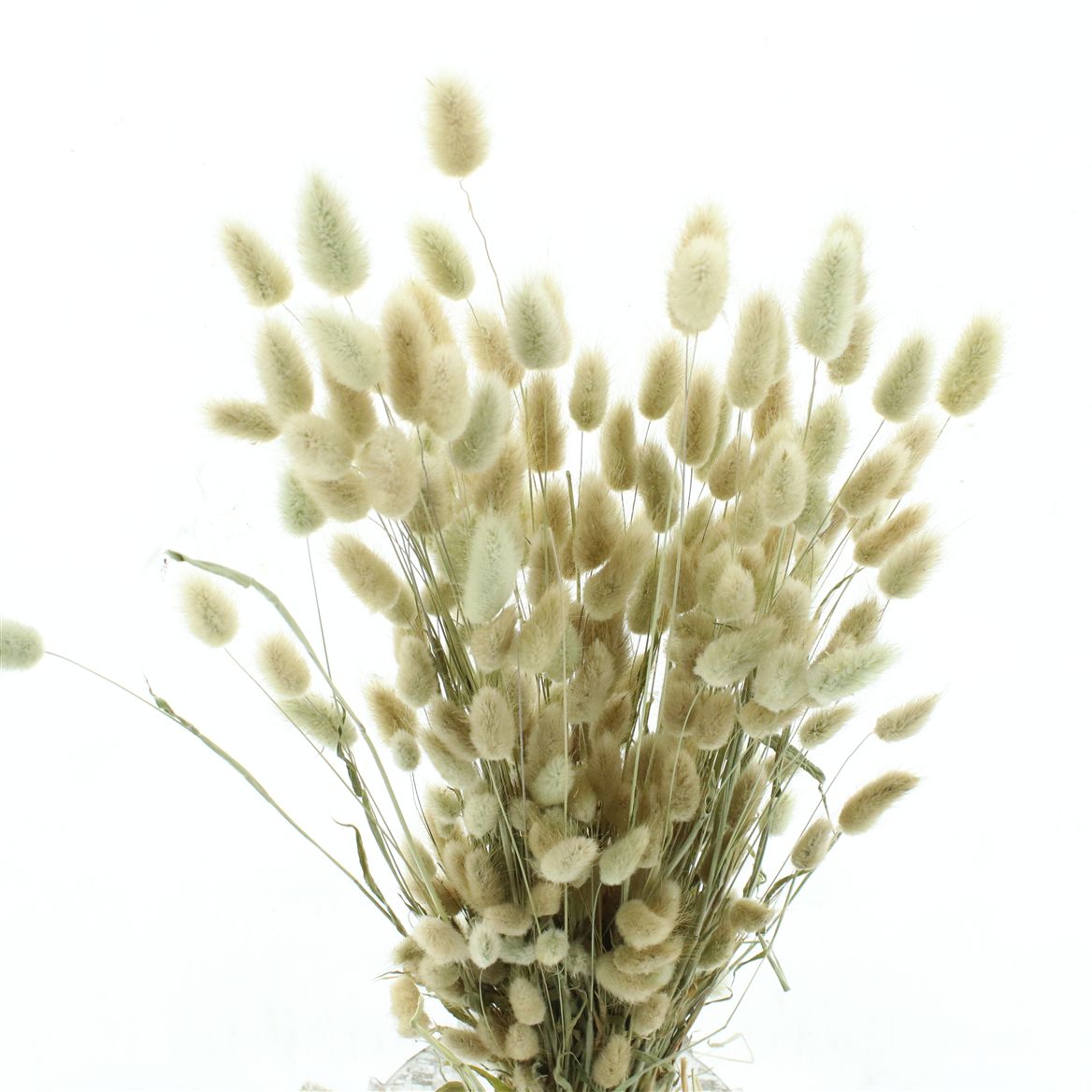 Lagurus Natural Per Bunch 60cm