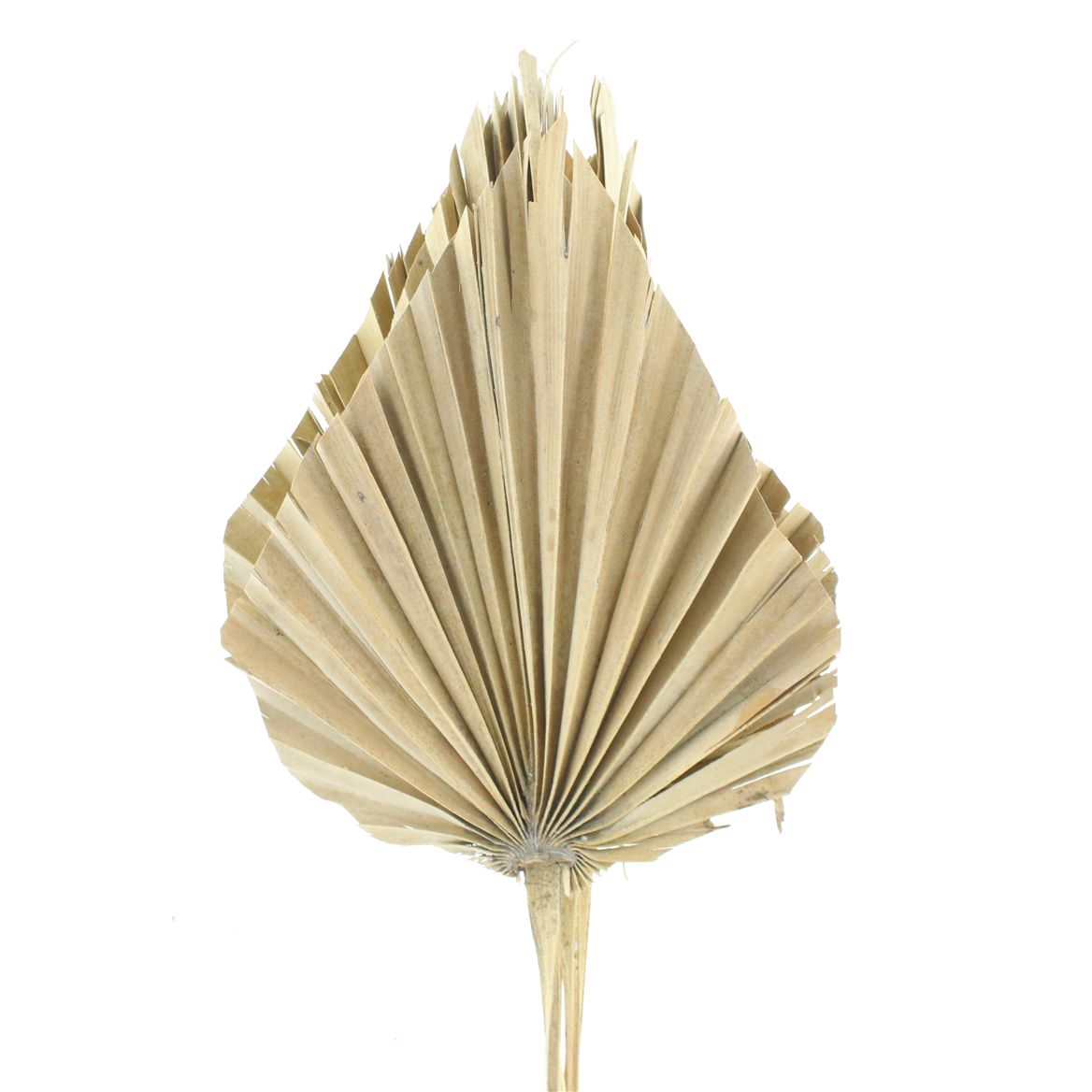 Palm Spear Natural Per Bunch 55cm