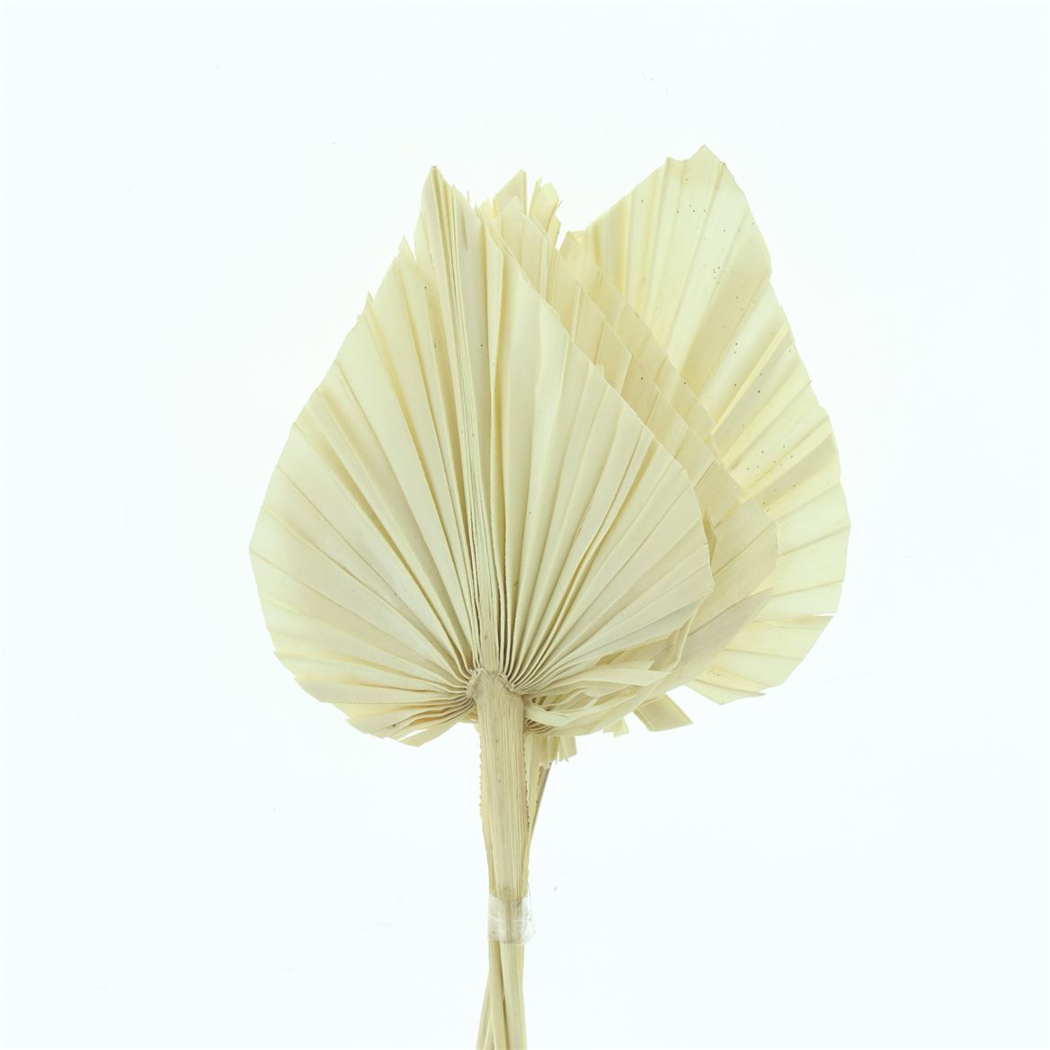 Palm Spear Bleached 50cm