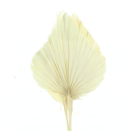 Dried Palm Spear X X L White Bleached