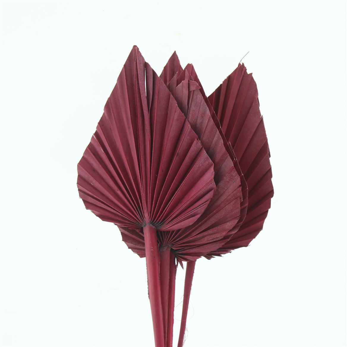 Palm Spear Bordeaux 60cm