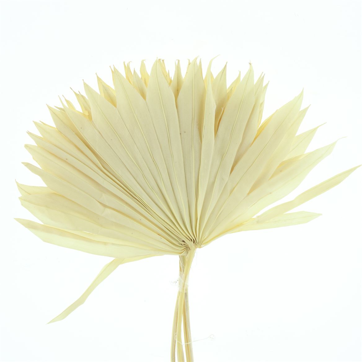 Palm Sun Bleached 50cm