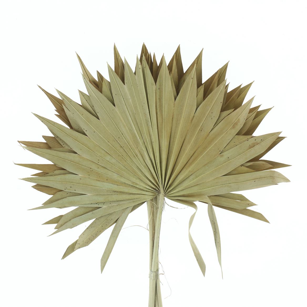 Palm Sun Natural 60cm