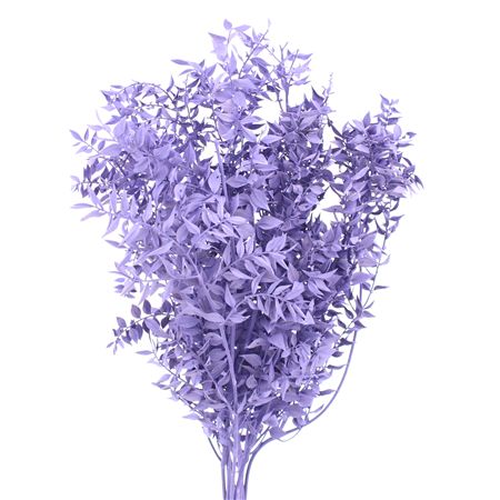 Pres Ruscus Bleached Pastel Milka Per Stem