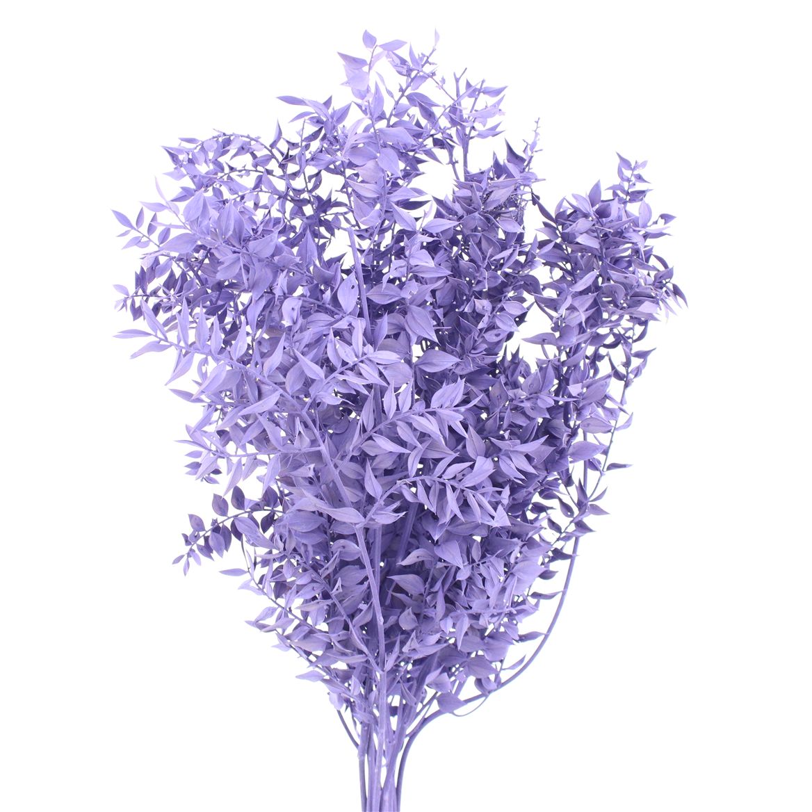 Ruscus Aculeatus Preserved Pastel Milka 70cm