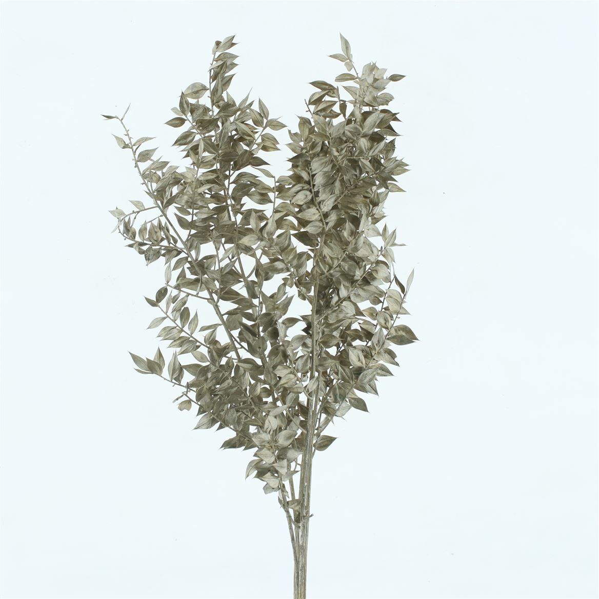 Ruscus Aculeatus Preserved Platinum 70cm