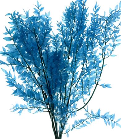 Pres Ruscus Soft Bleached Aquamarine Per Stem