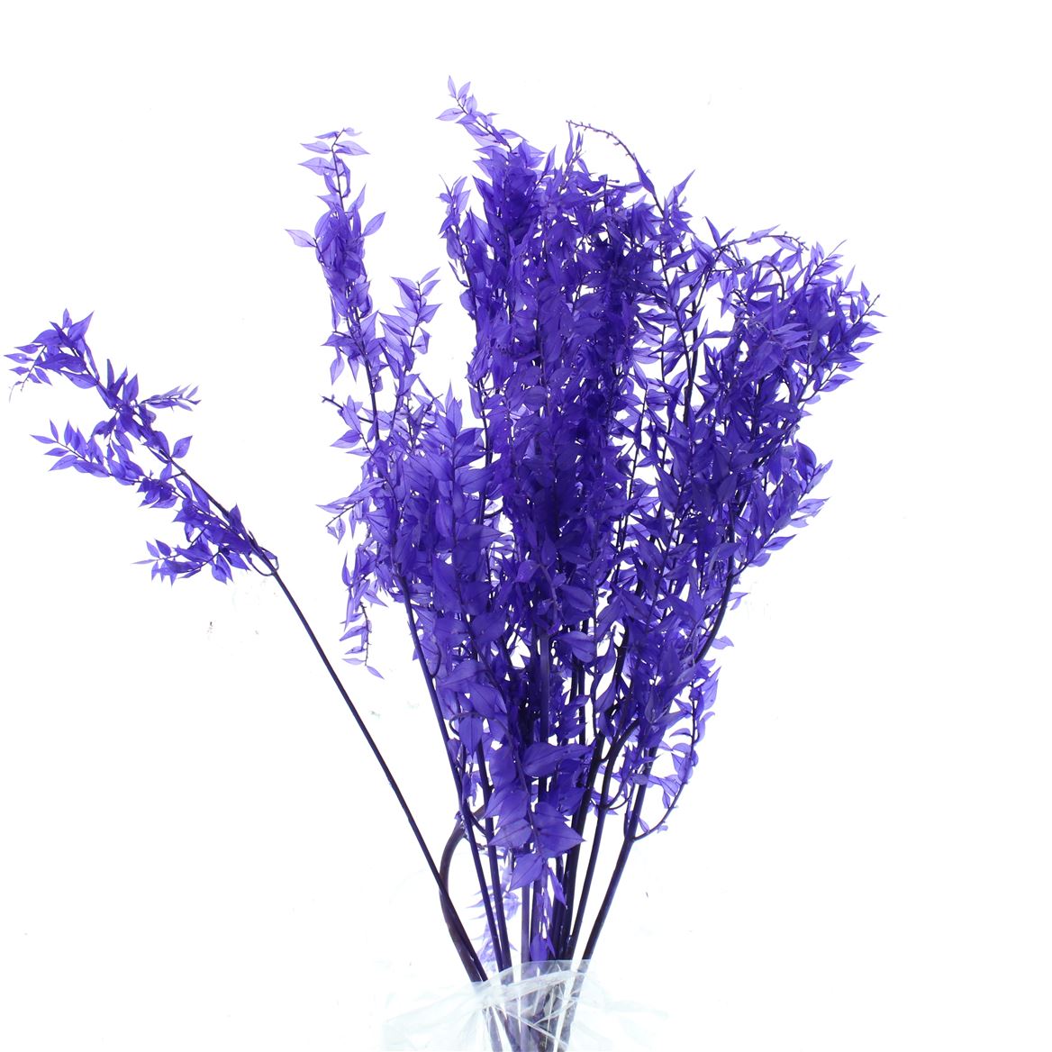 Ruscus Aculeatus Lavendel 70cm