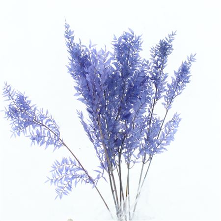 Pres Ruscus Soft Bleached Light Lavendel Per Stem