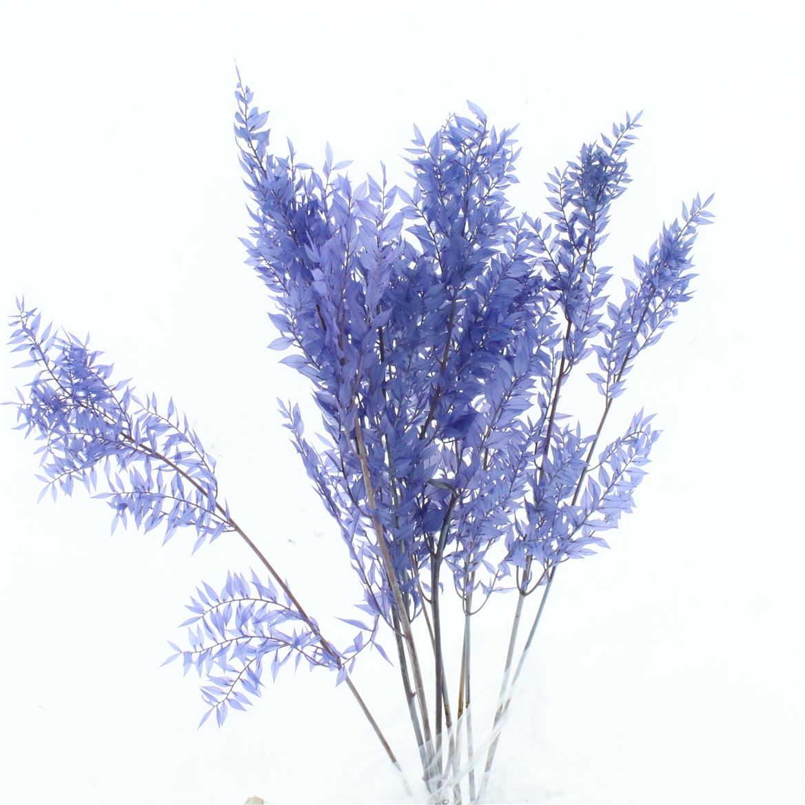 Ruscus Aculeatus Lavendel 70cm