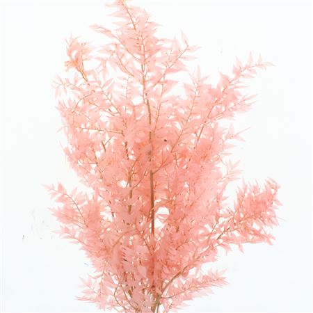 Pres Ruscus Soft Bleached Light Pink Per Stem