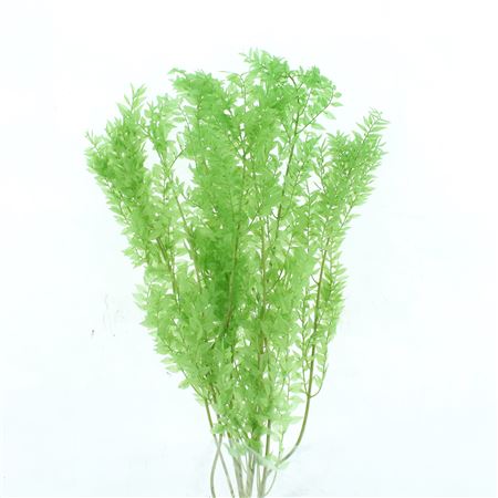 Pres Ruscus Soft Bleached Light Green Per Stem