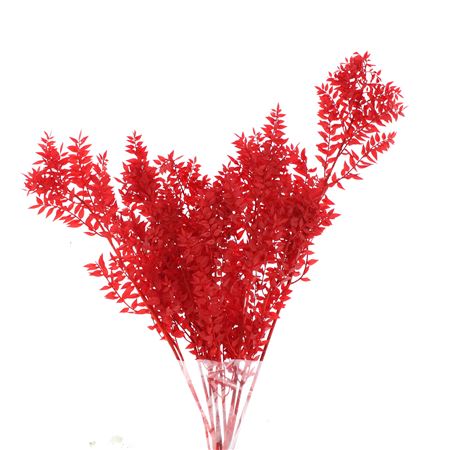 Pres Ruscus Soft Bleached Red Per Stem