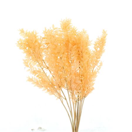 Pres Ruscus Soft Bleached Salmon Per Stem