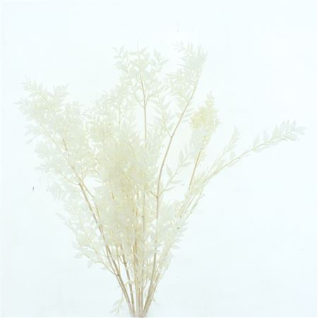 Pres Ruscus Soft Bleached White Per Stem