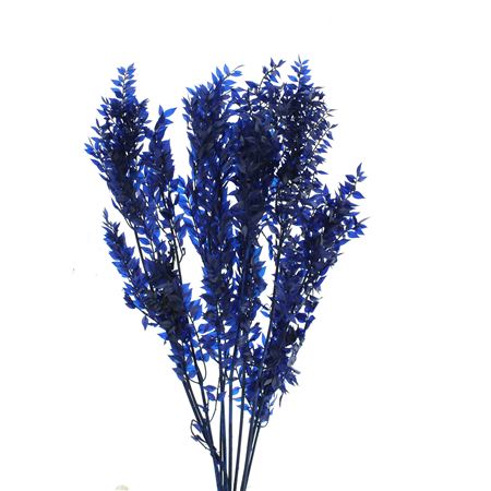 Pres Ruscus Soft Bleached Dark Blue Per Stem