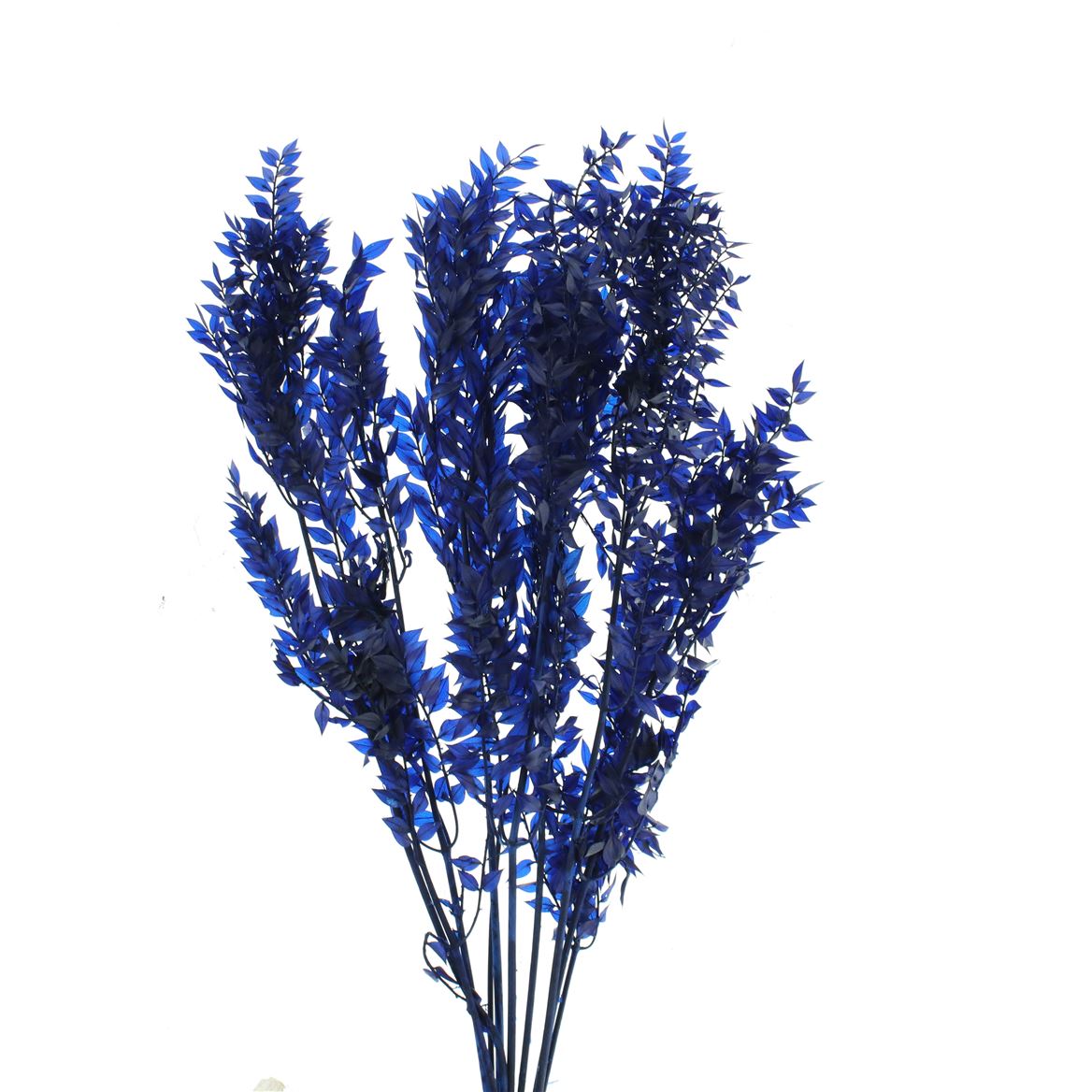 Ruscus Aculeatus Preserved Dark Blue 70cm