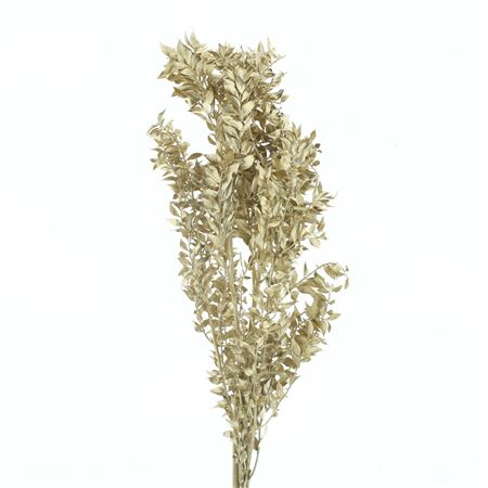 Pres Ruscus Antique Gold (5 Stems P Bunch)