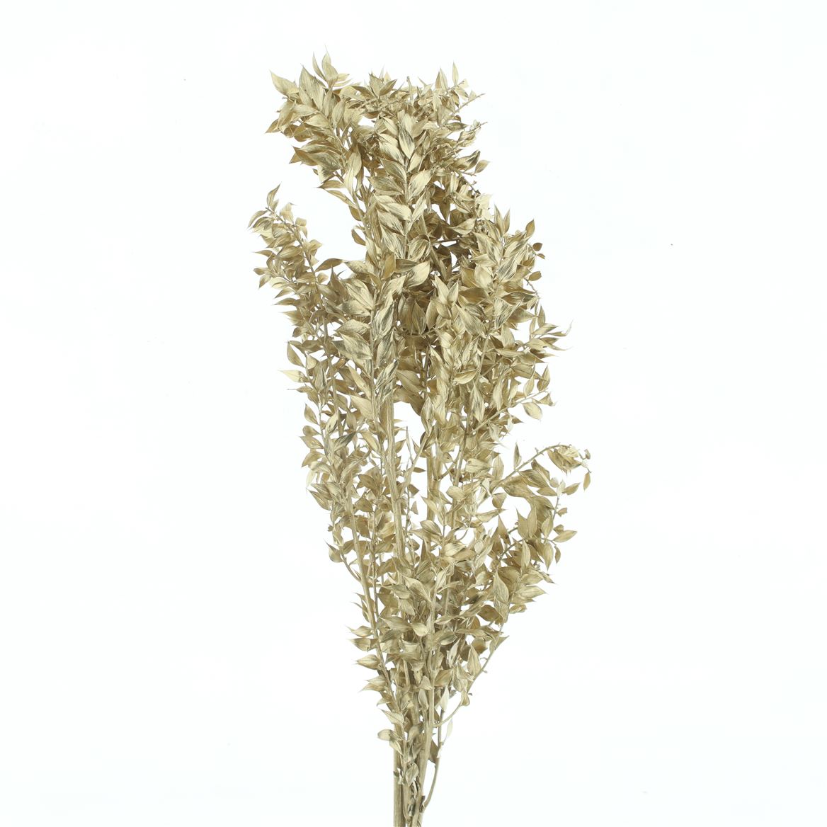 Ruscus Aculeatus Preserved Antique Gold 70cm