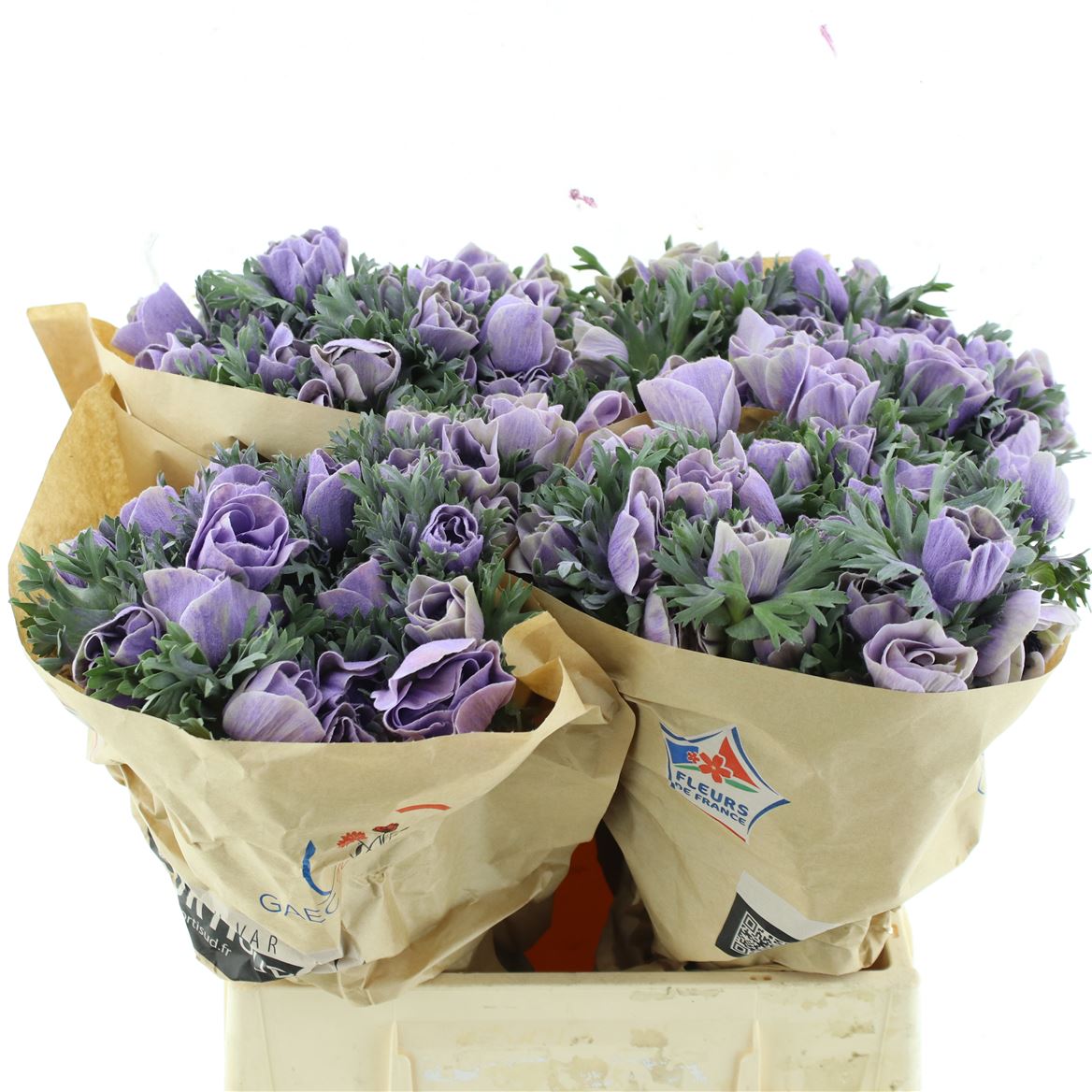 Anemone Painted Powder Milka 45cm