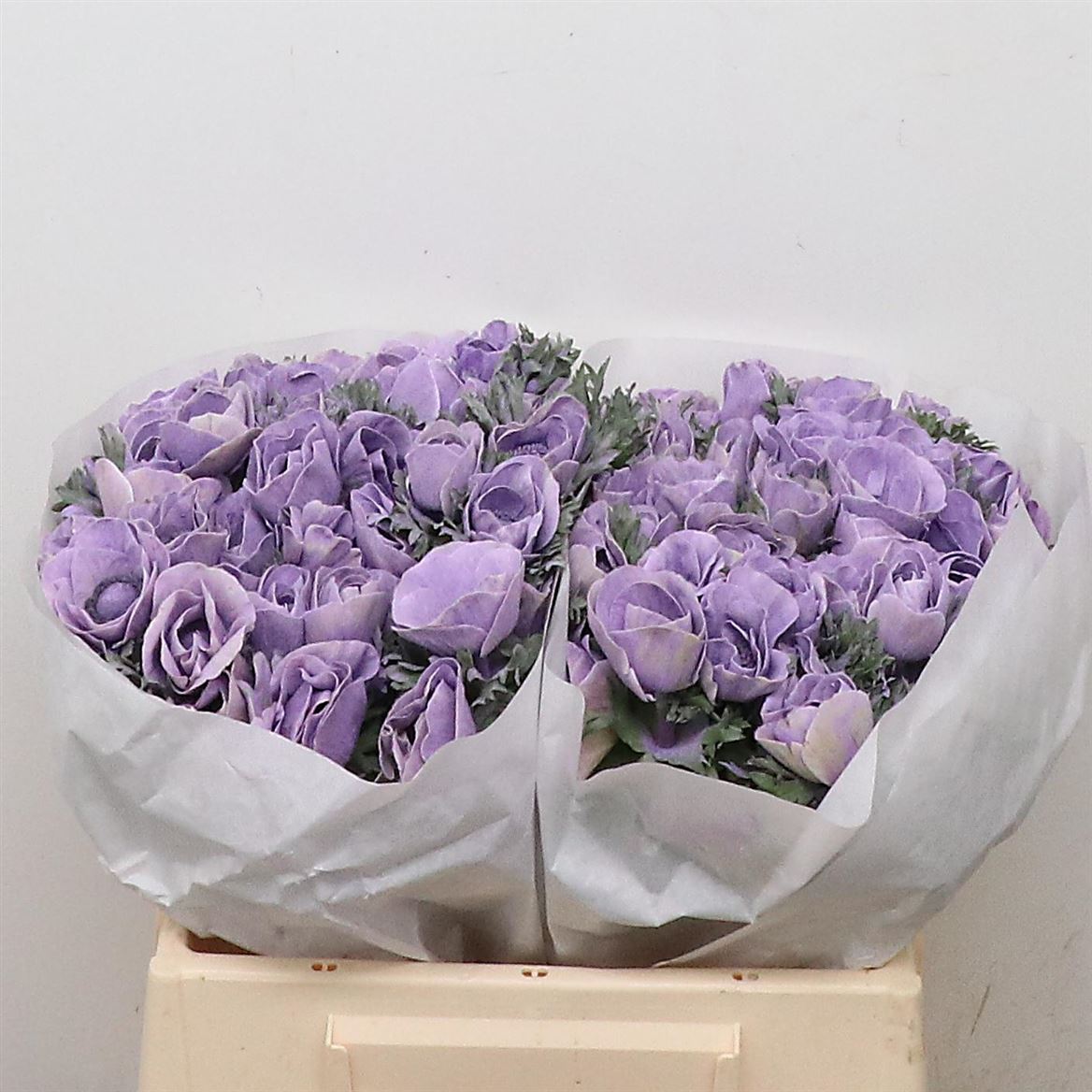 Anemone Painted Powder Milka 35cm