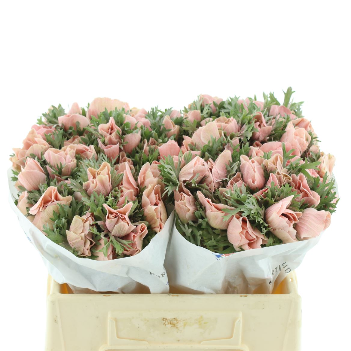 Anemone Painted Powder Apricot 40cm