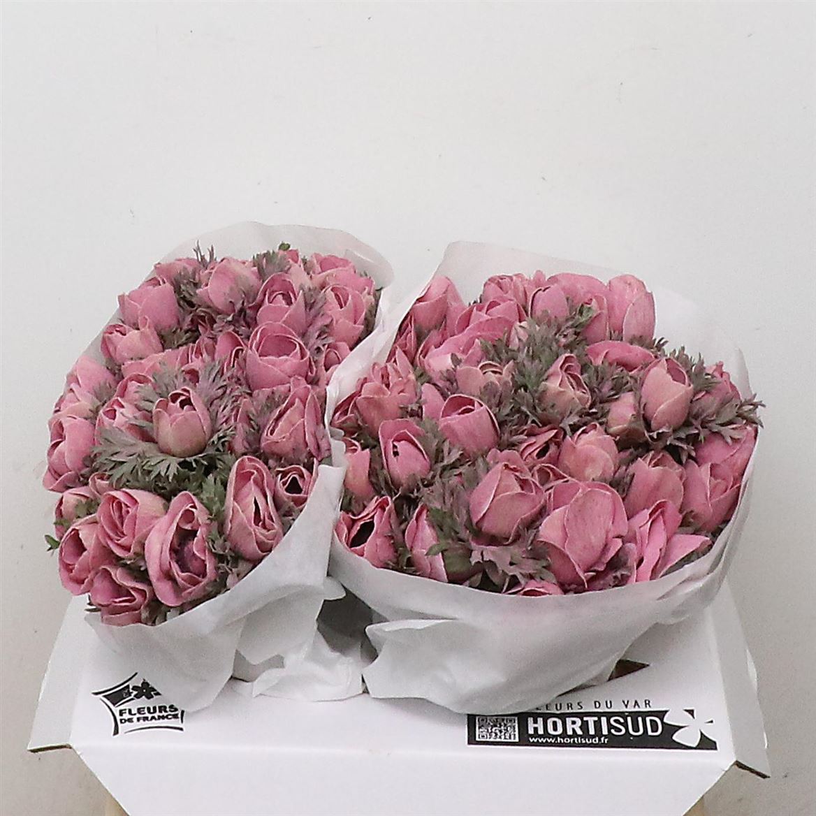 Anemone Painted Powder Lie De Vin Dark 35cm