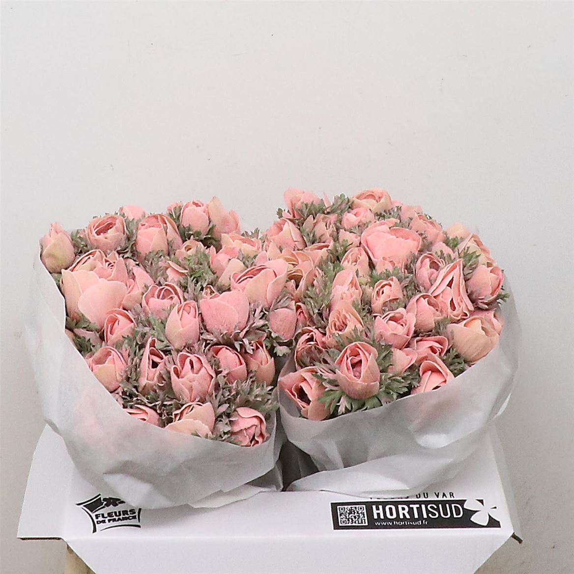 Anemone Painted Powder Salmon 40cm