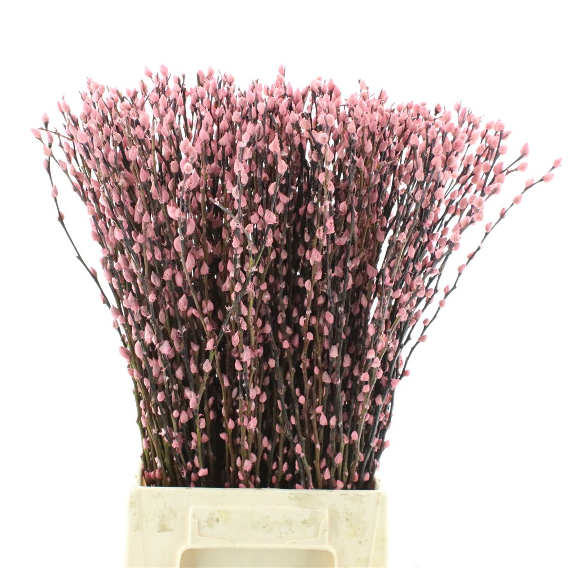 Salix Pussy Willow Orange 60cm