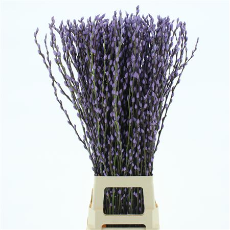 Salix Snow Flake Klb Milka