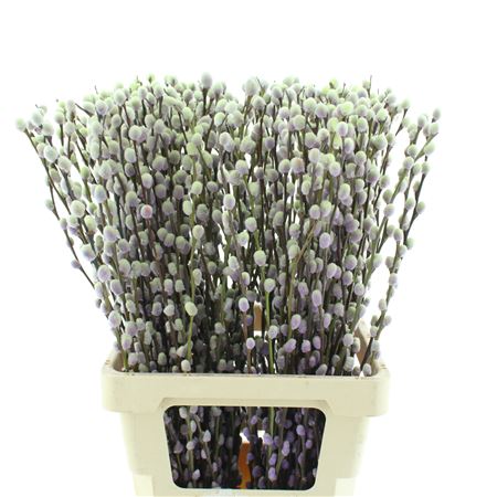 Salix Snow Flake Klb Purple Fresh
