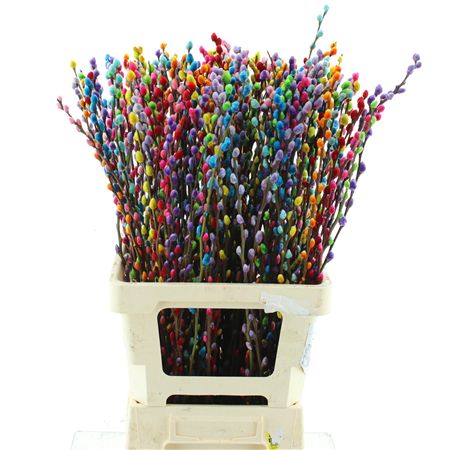 Salix Snow Flake Klb Rainbow