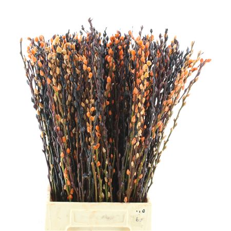 Salix Ca Snow Flake Halloween Mix In Bunch