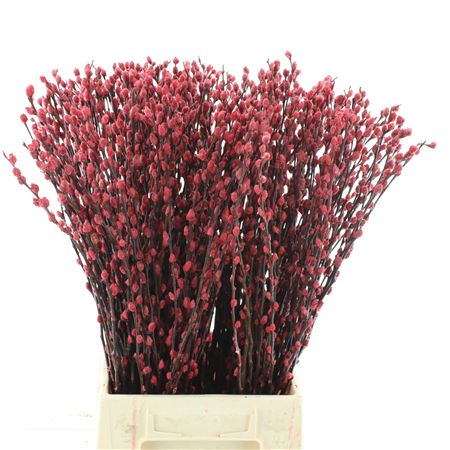 Salix Snow Flake Klb Rood