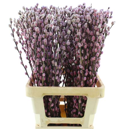 Salix Snow Flake Klb Roulette