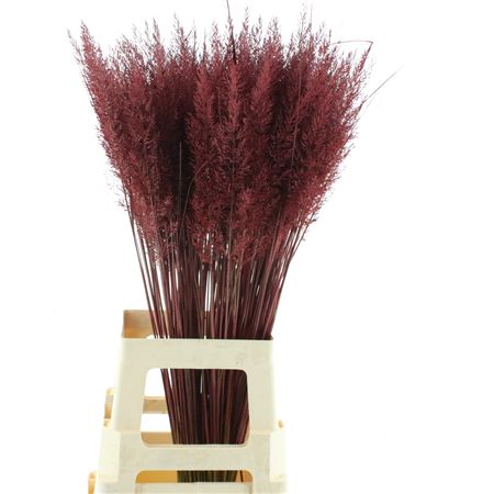 Calamagrostis Brachy Bordeaux