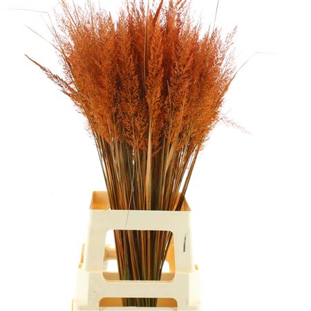 Calamagrostis Brachy Oranje
