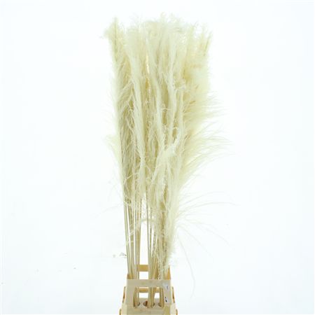 Corta Dried Bleached White