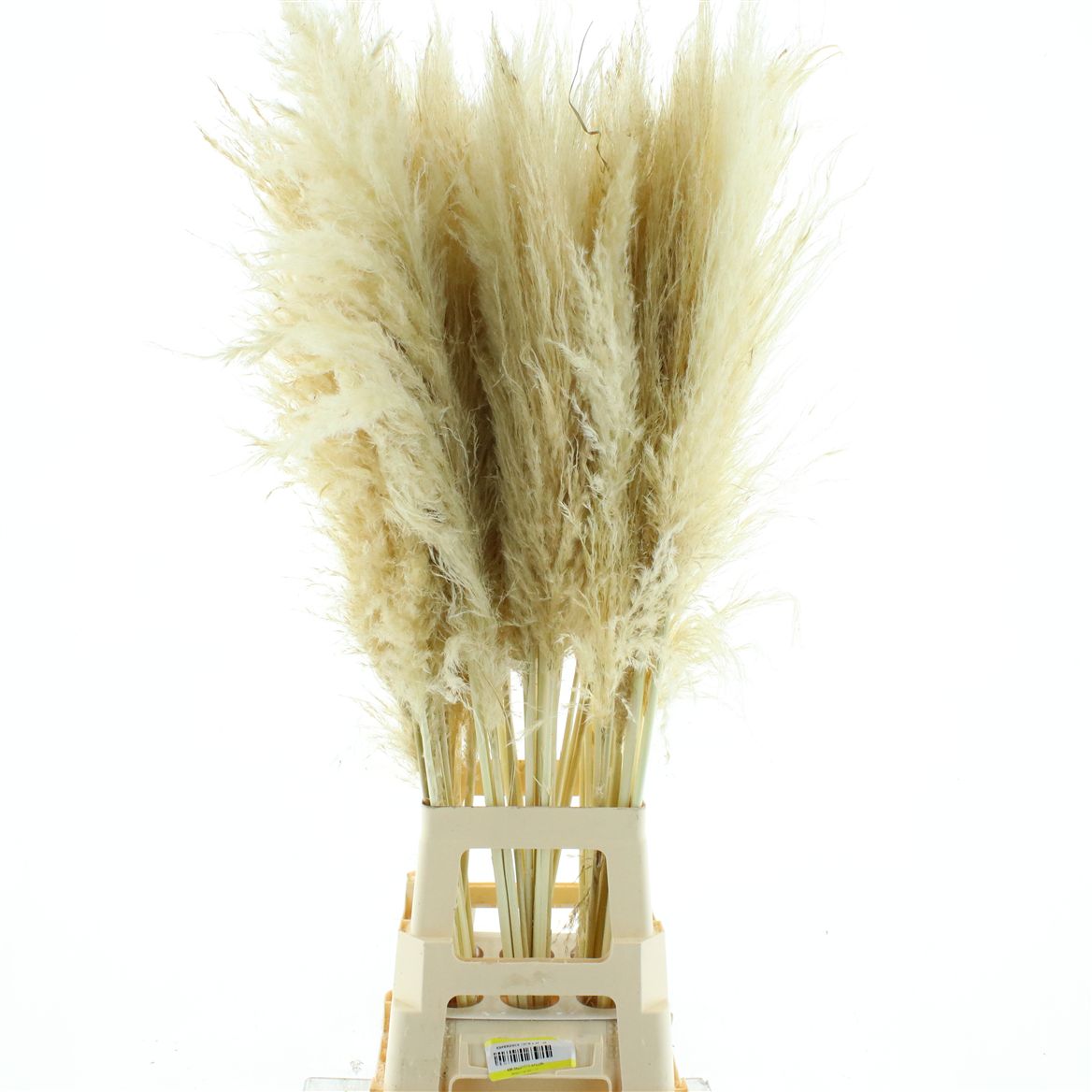 Cortaderia Fresh 110cm