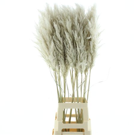 Corta Dried Evita Super Fluffy N L