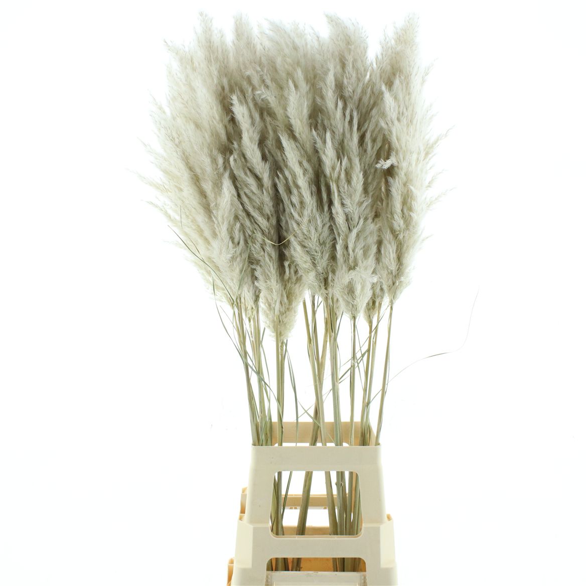 Cortaderia Evita Super Fluffy Per Bunch 110cm
