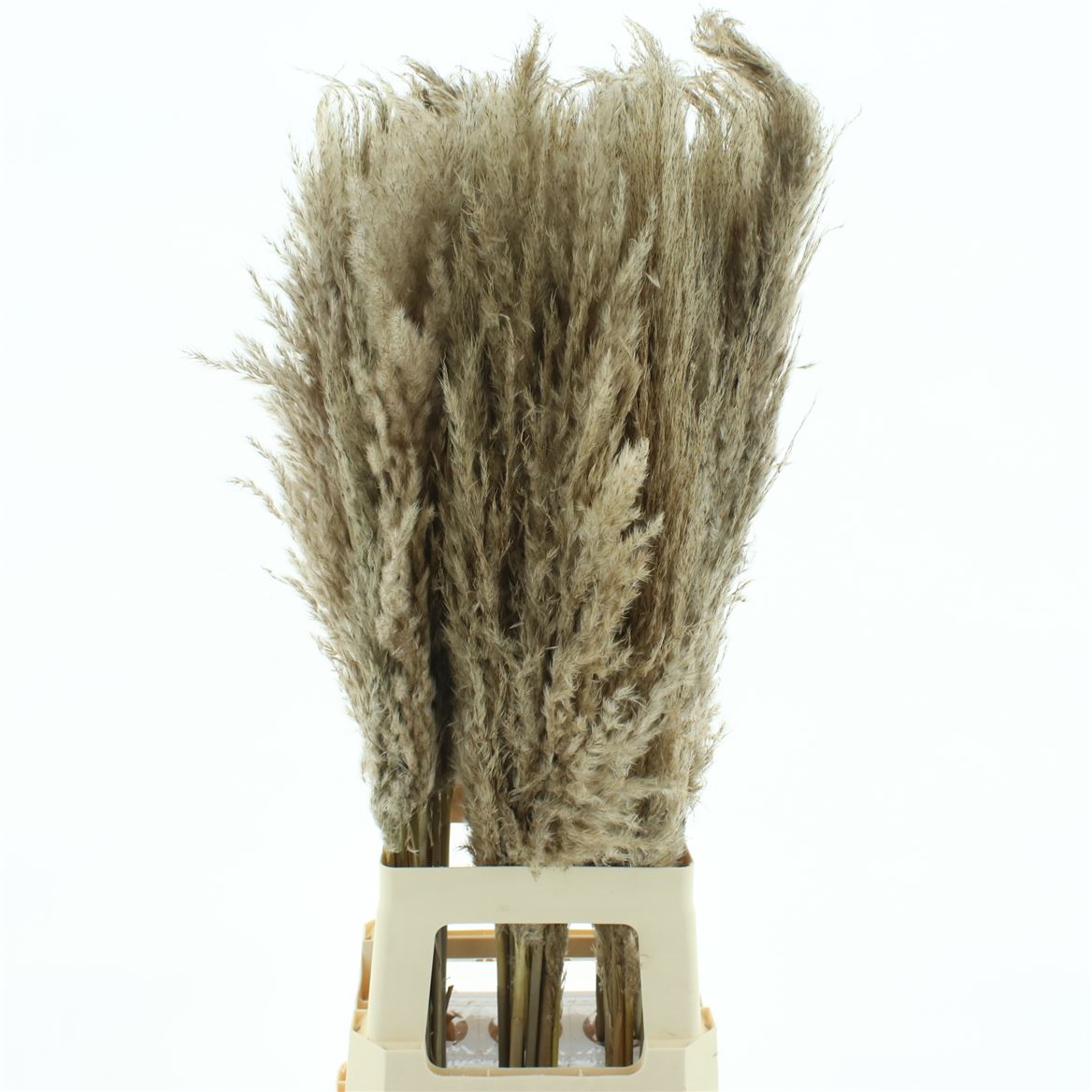 Cortaderia Natural 95cm