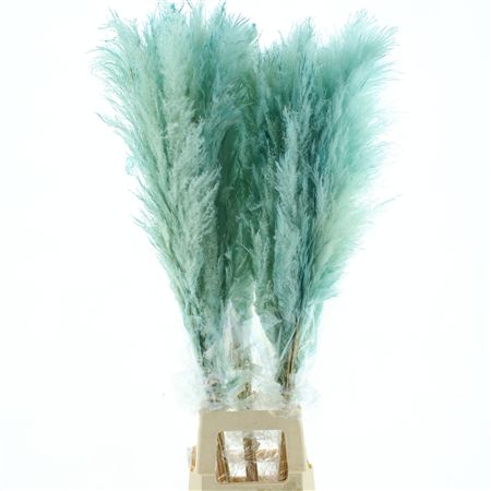 Corta Dried Dadang X L Light Blue