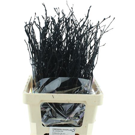 Betula Bs Kleurbeh