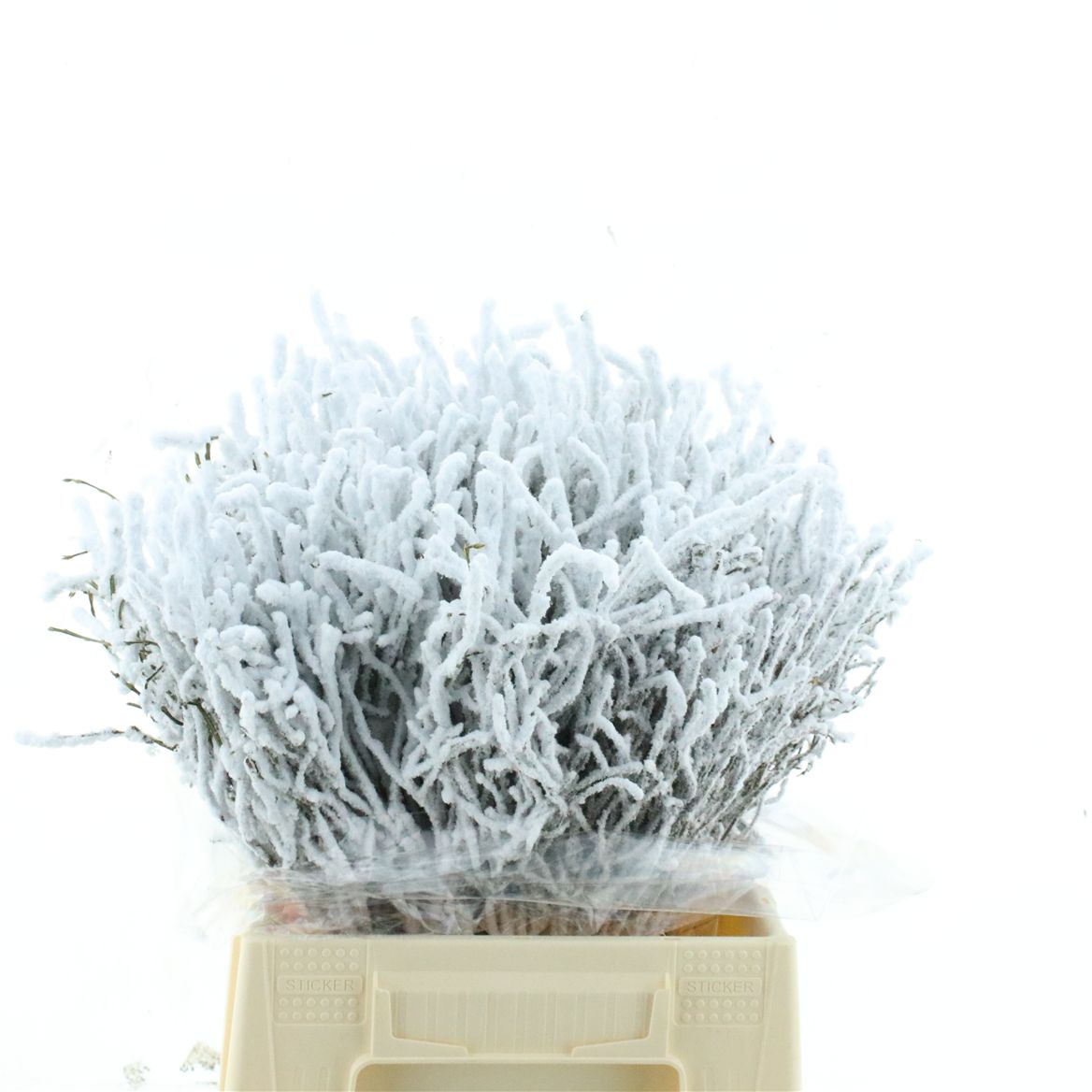 Anemone Powder 45cm