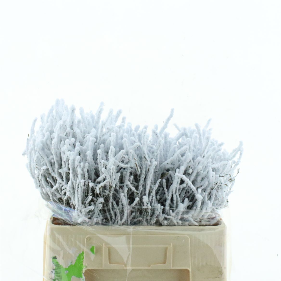 Anemone Powder 60cm